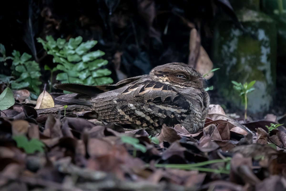 Large-tailed Nightjar - Timothy Liu