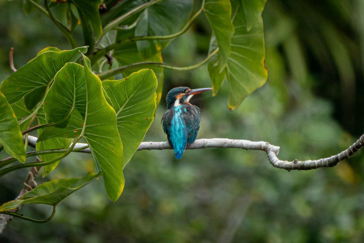 Common Kingfisher - ML516993621