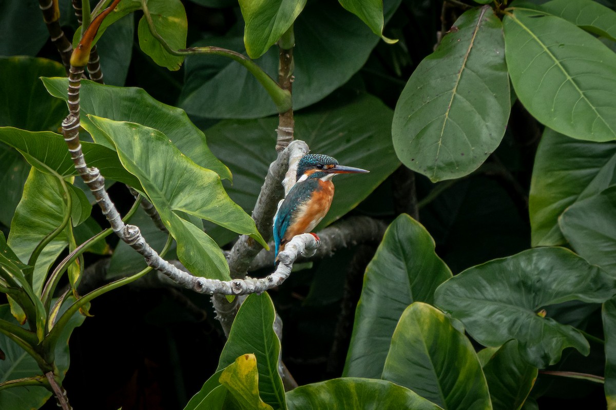 Common Kingfisher - ML516993641