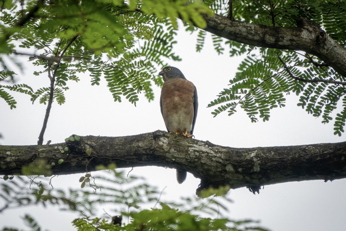 Chinese Sparrowhawk - ML516993981