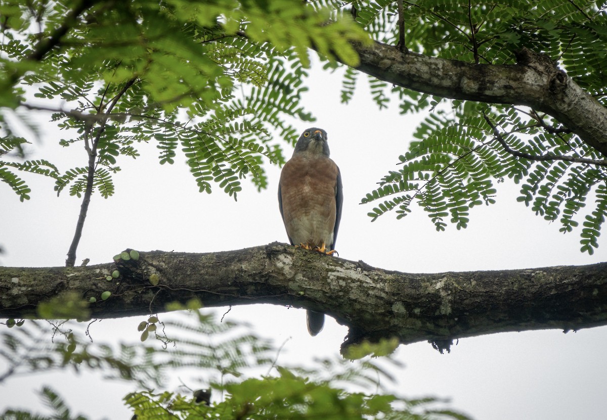 Chinese Sparrowhawk - ML516993991