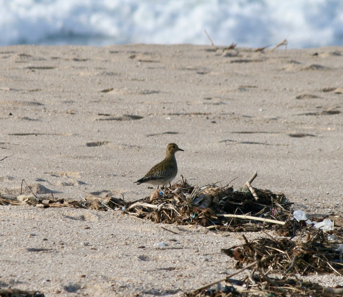 European Golden-Plover - ML516994861