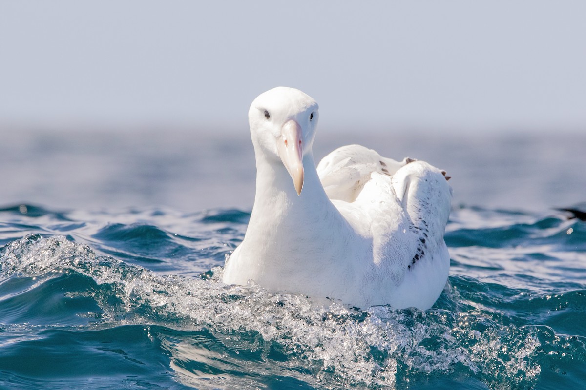 Snowy/Tristan/Antipodean Albatross - Daniel Terrington
