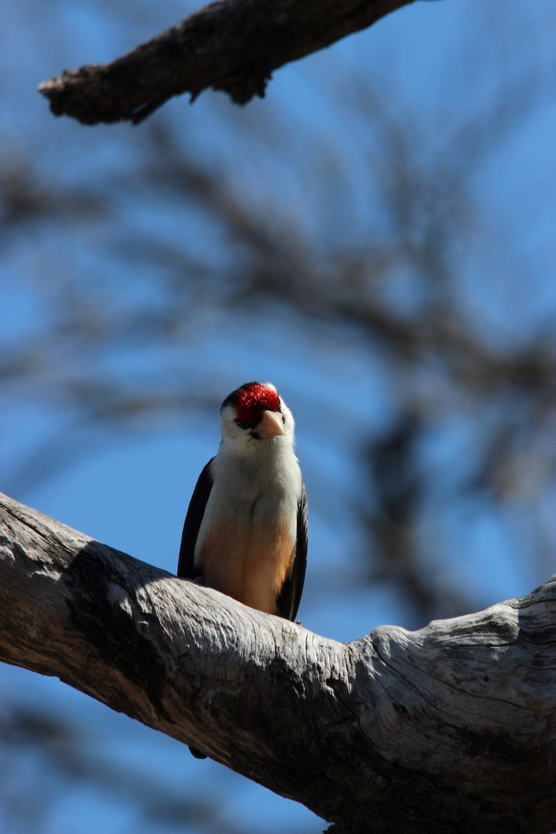 Black-backed Barbet (Black-backed) - David Hancock