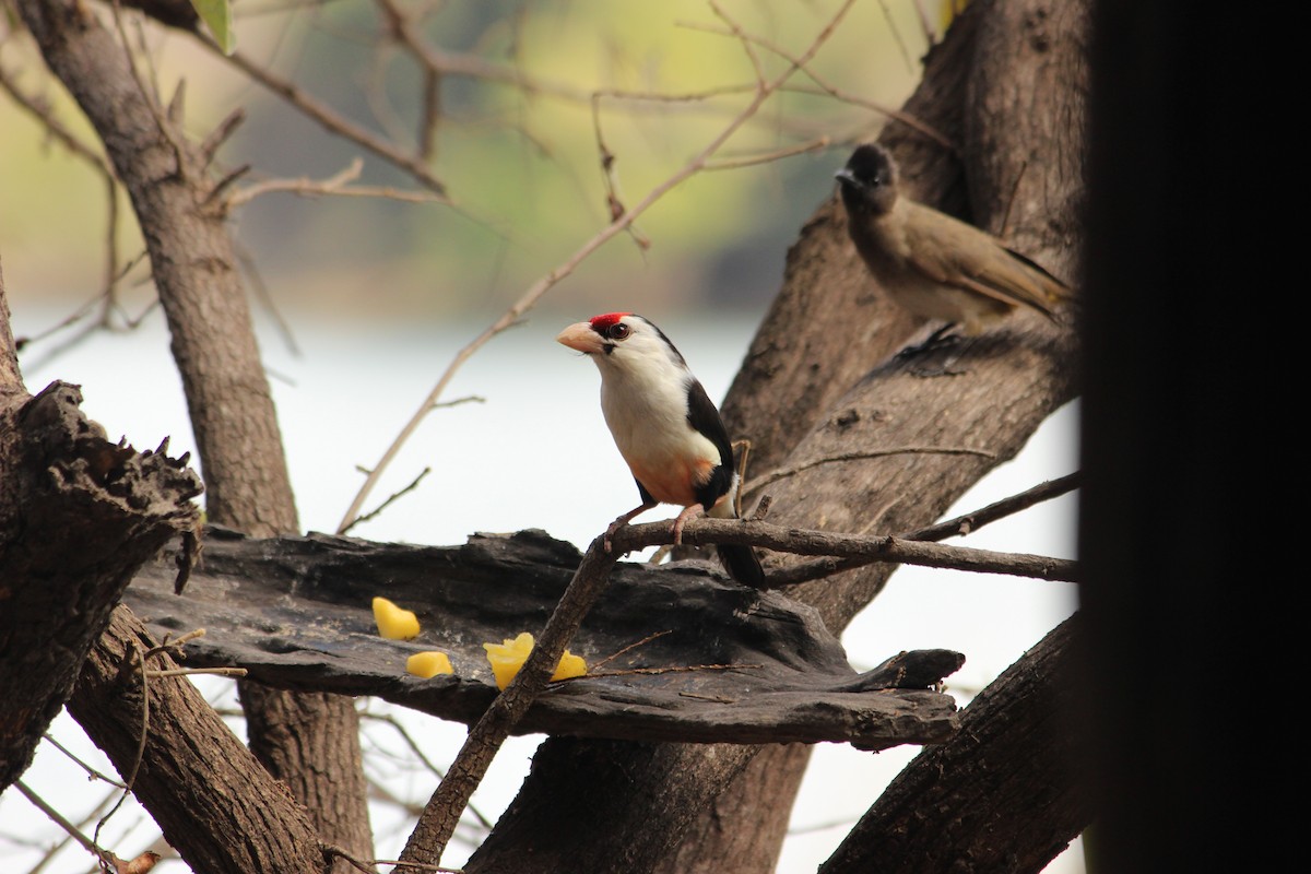 Black-backed Barbet (Black-backed) - David Hancock