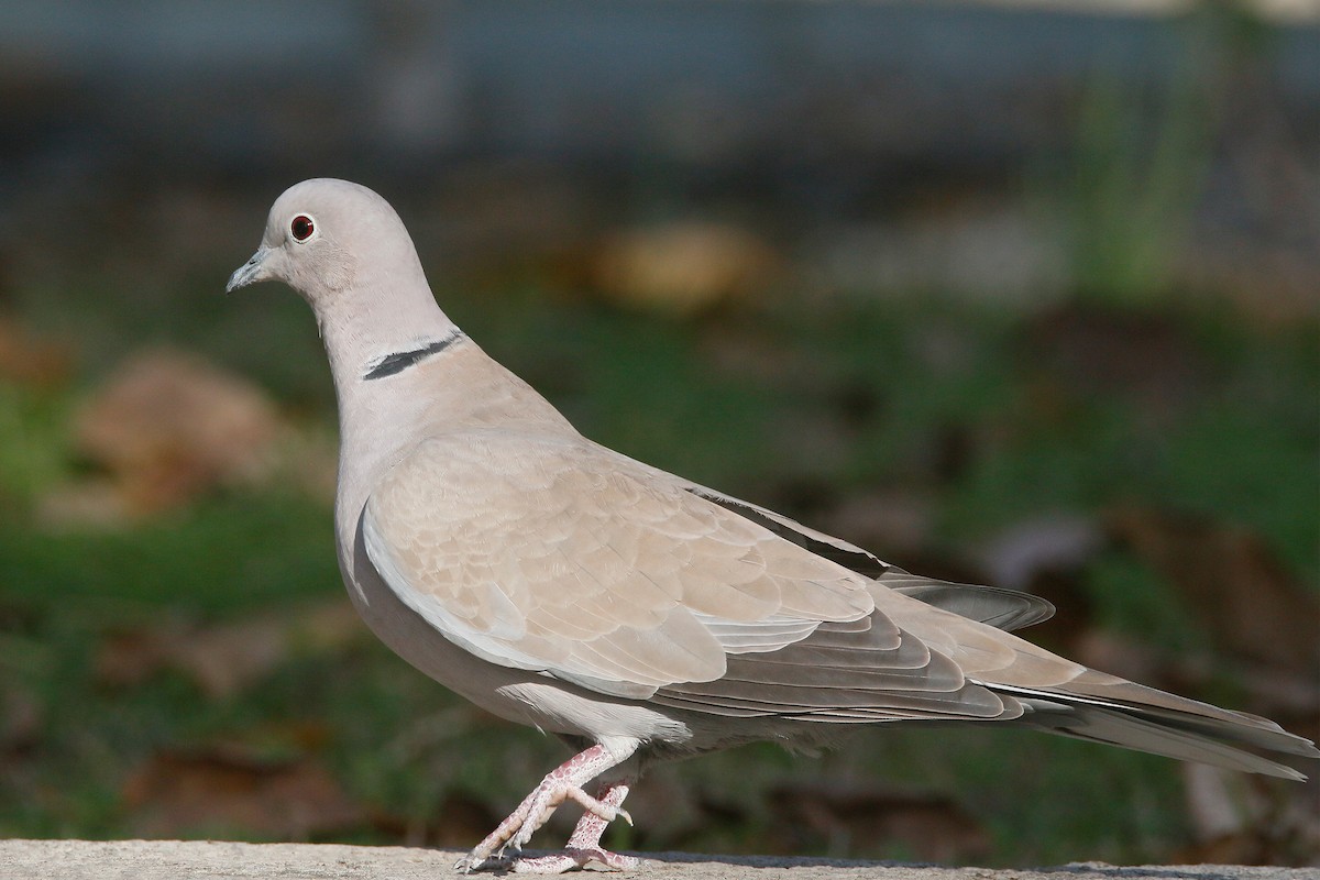 Eurasian Collared-Dove - David Pérez