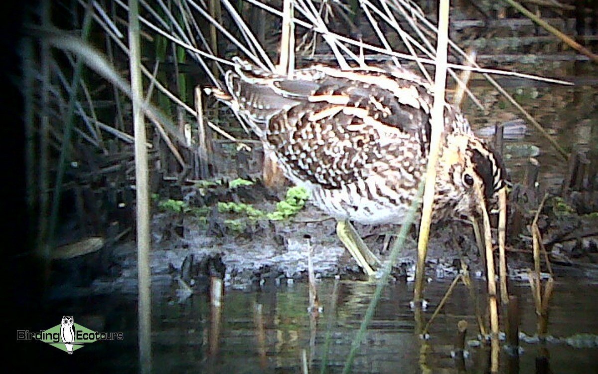 Wilson's Snipe - ML516997211