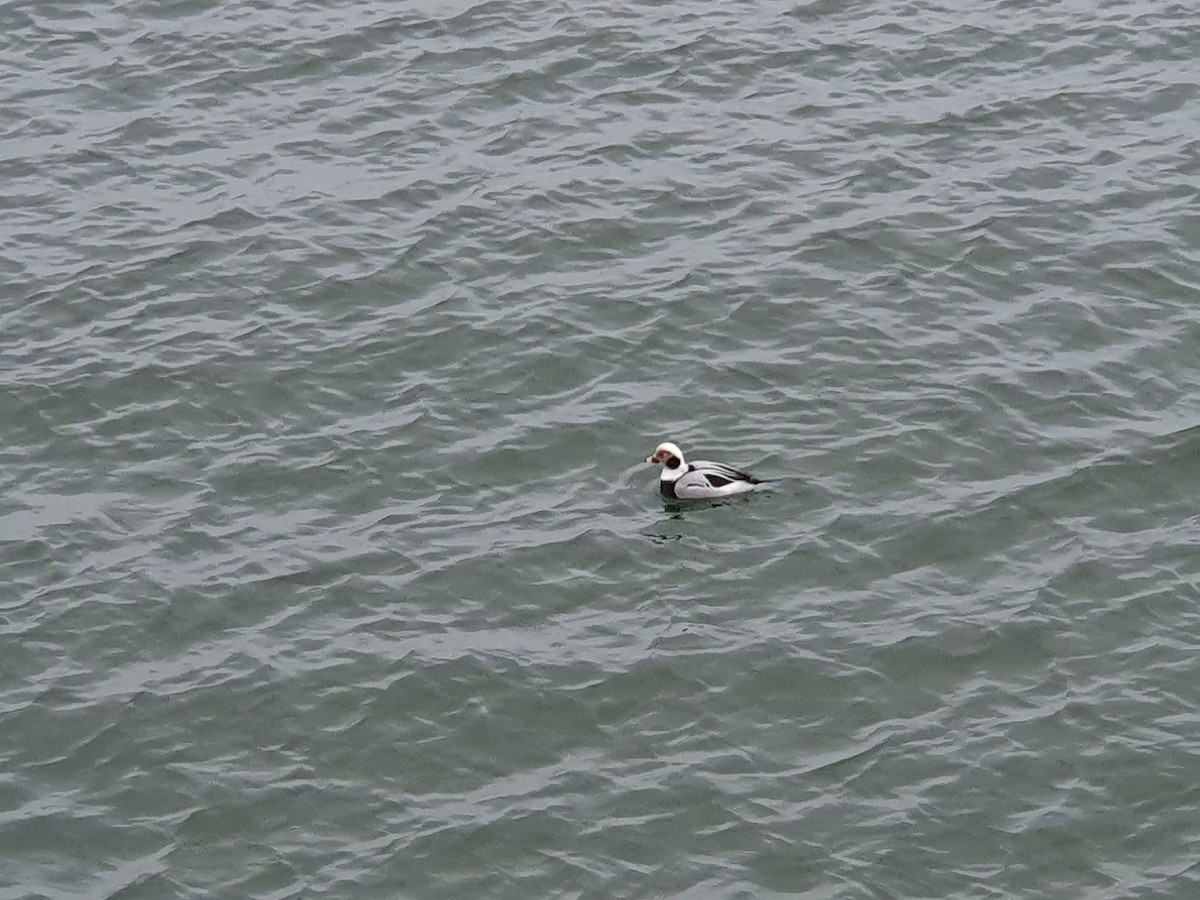 Long-tailed Duck - Pedro J. Leitão