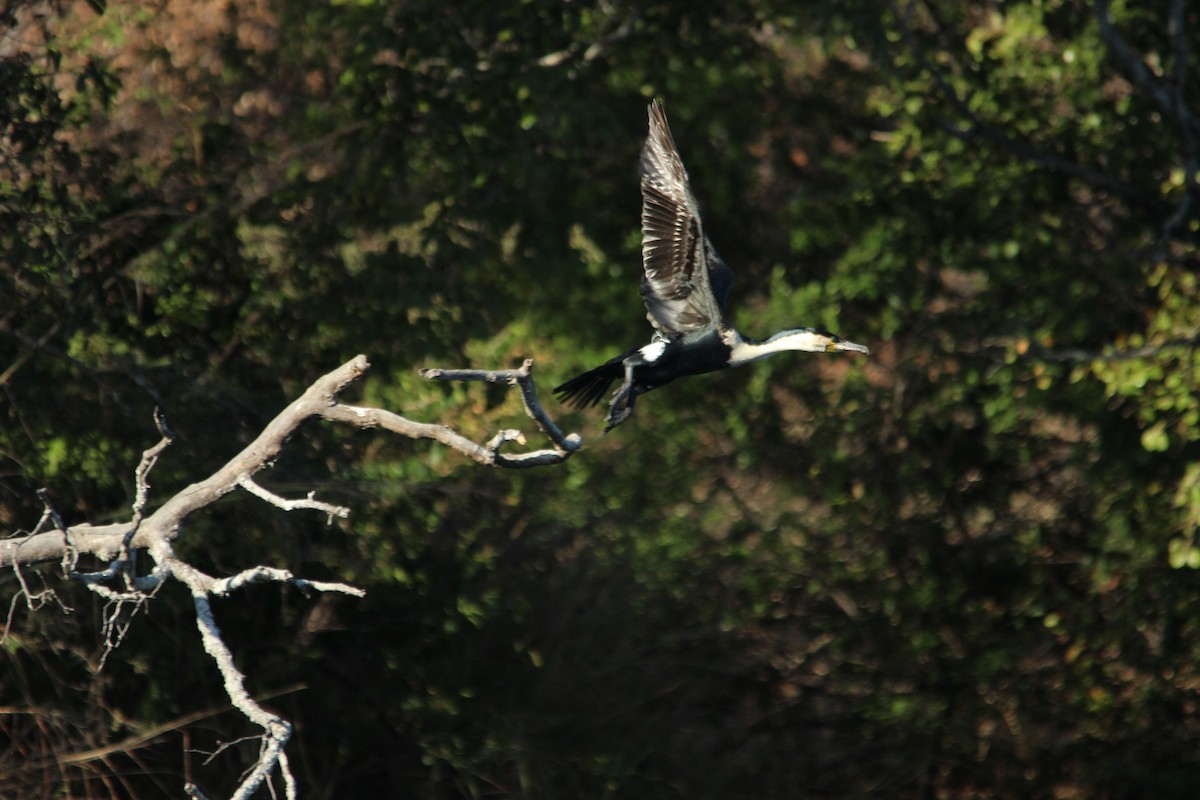 Great Cormorant (White-breasted) - ML516997981