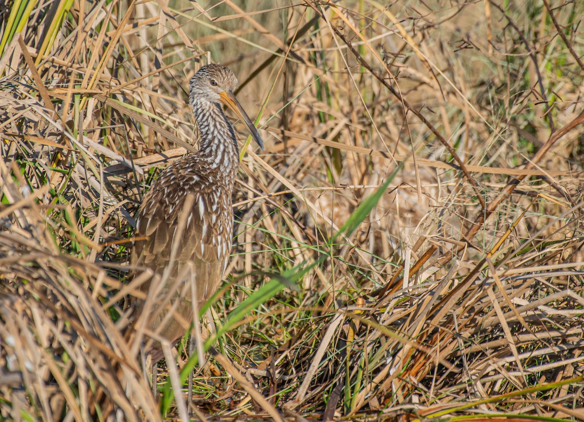 Limpkin - Amber Hart