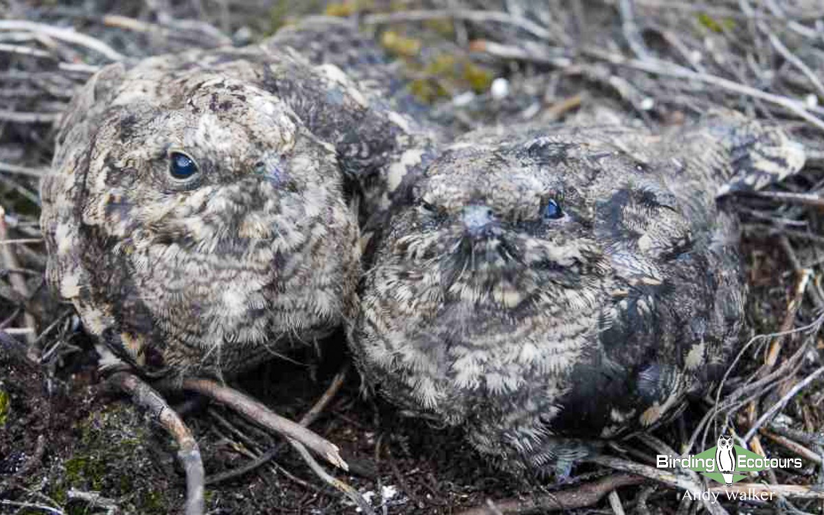 Eurasian Nightjar - ML516998691