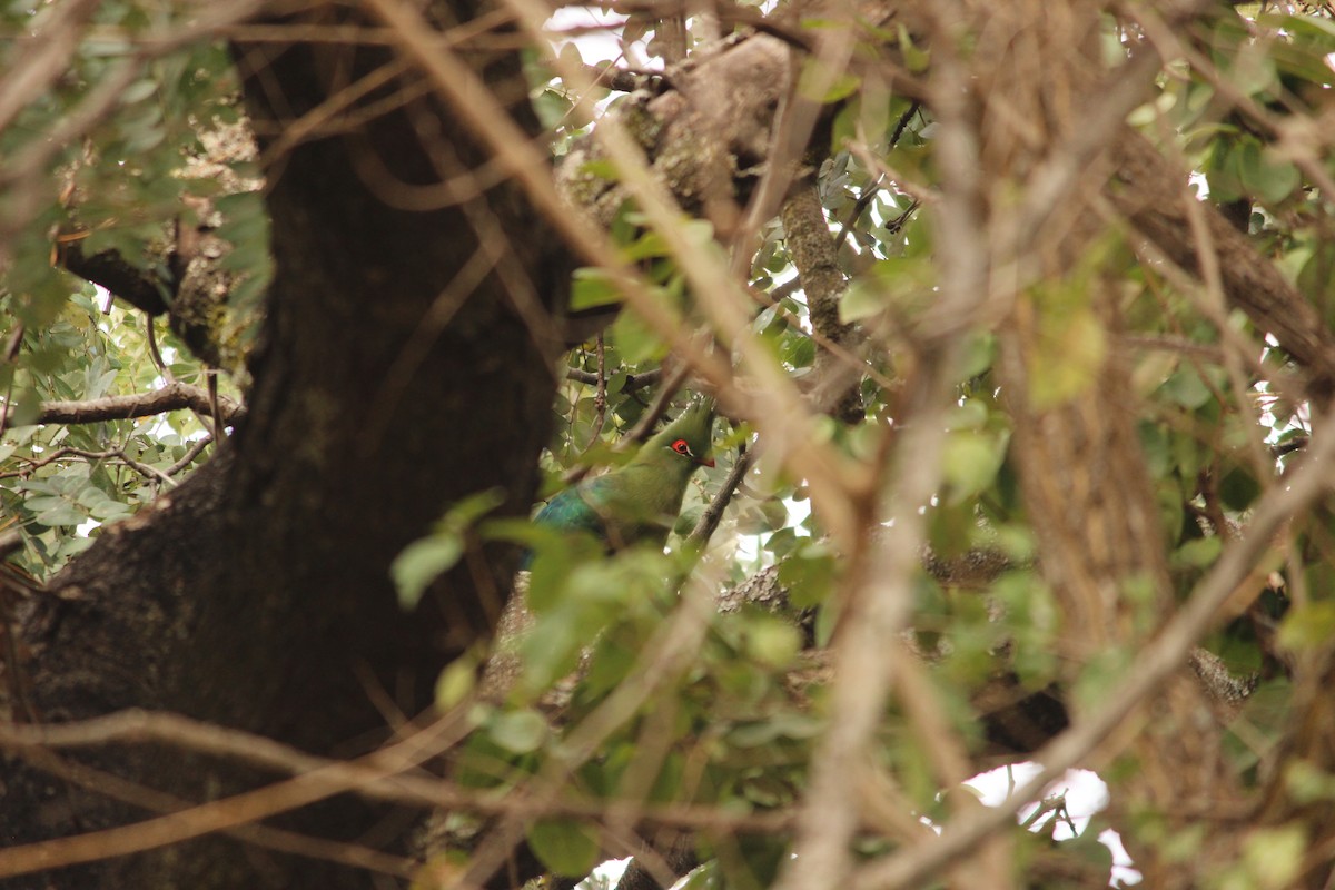 Schalow's Turaco - ML516998741