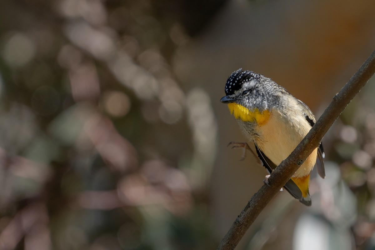 pardalot tečkovaný - ML516999281