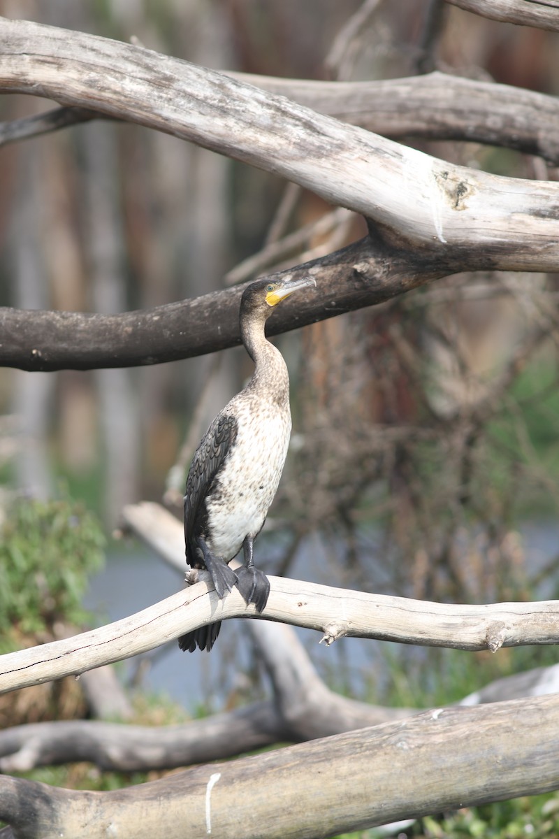 Great Cormorant (White-breasted) - bhavik patel