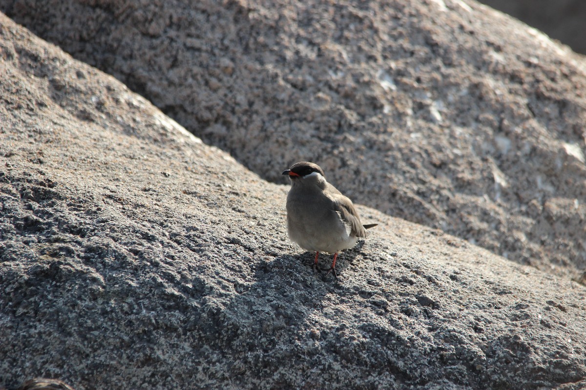 Rock Pratincole - ML516999651