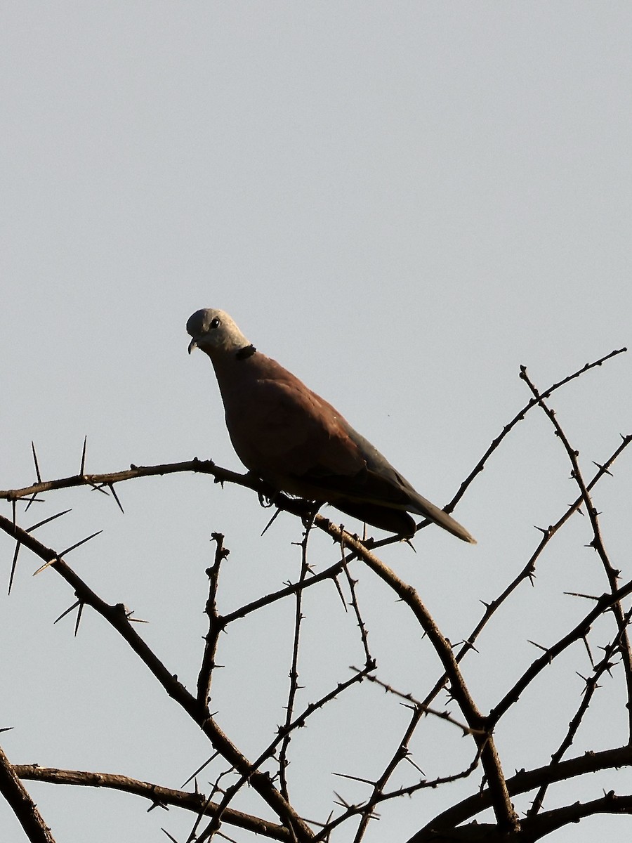 Red Collared-Dove - ML517001251
