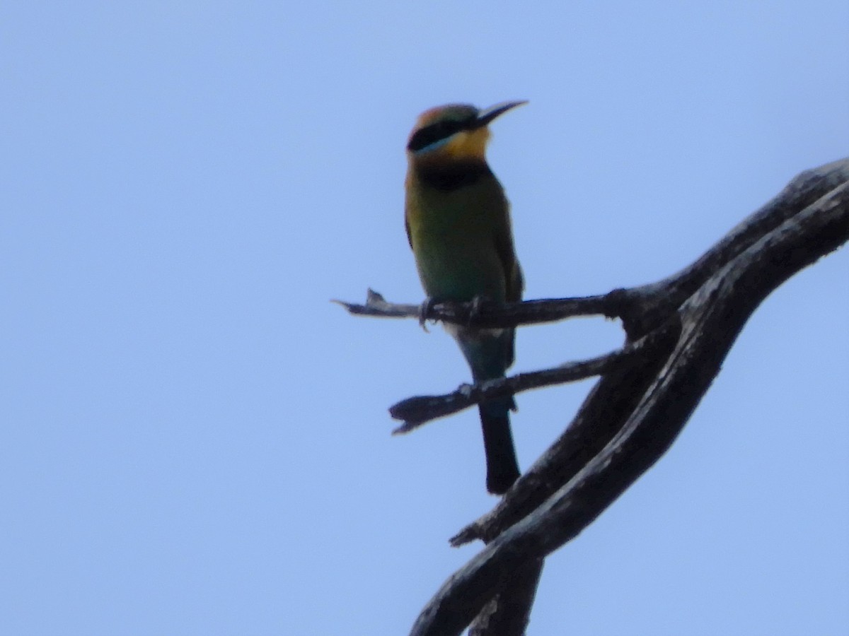 Rainbow Bee-eater - ML517002901