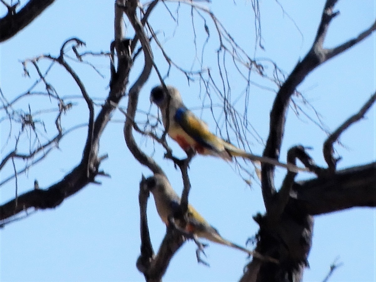 Perico Cariazul - ML517003061