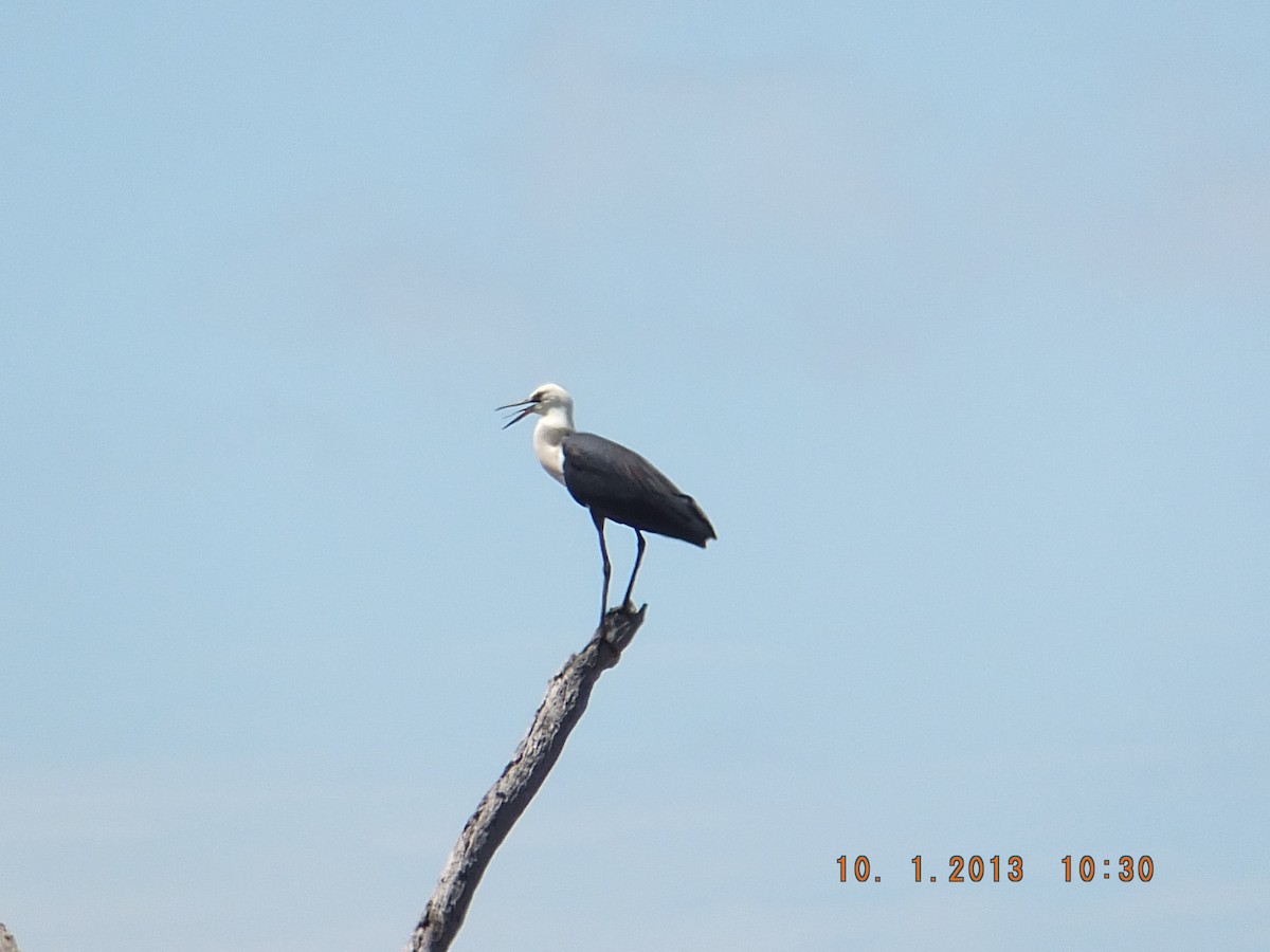 Pacific Heron - ML517004111