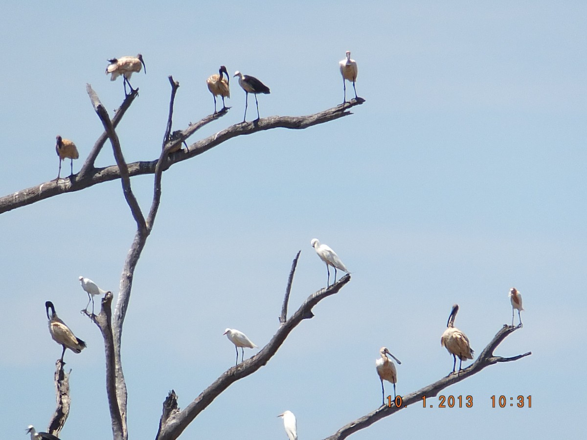 Australian Ibis - ML517004121