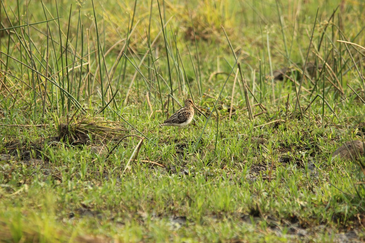 African Snipe - ML517004471