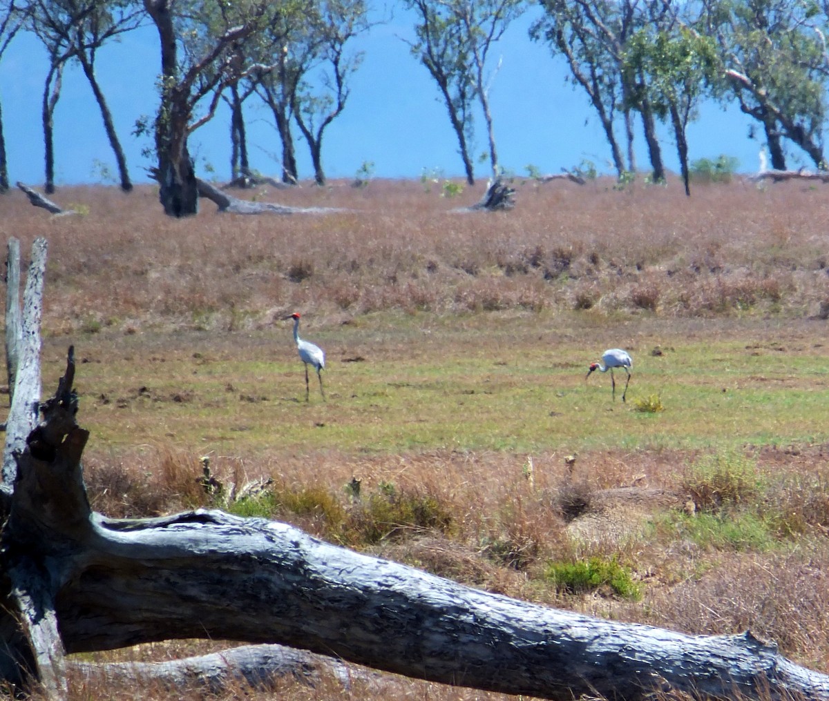 Brolga - ML517004531