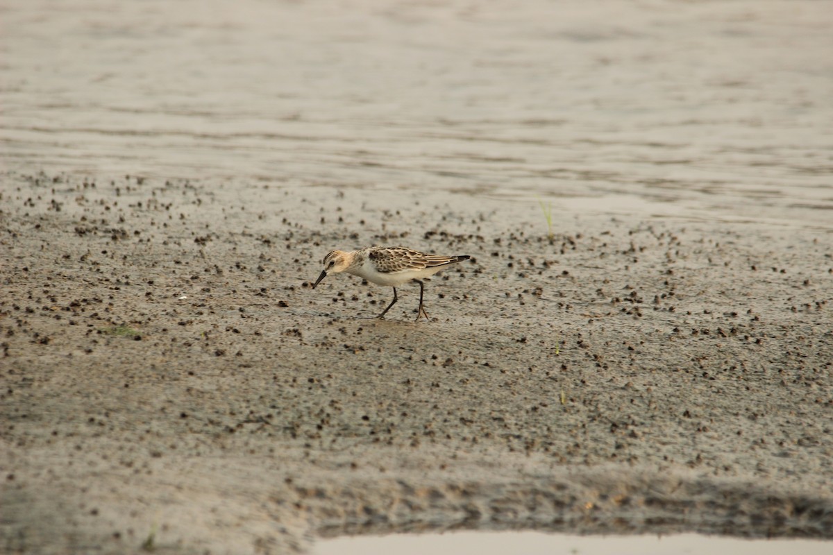 Little Stint - ML517004571