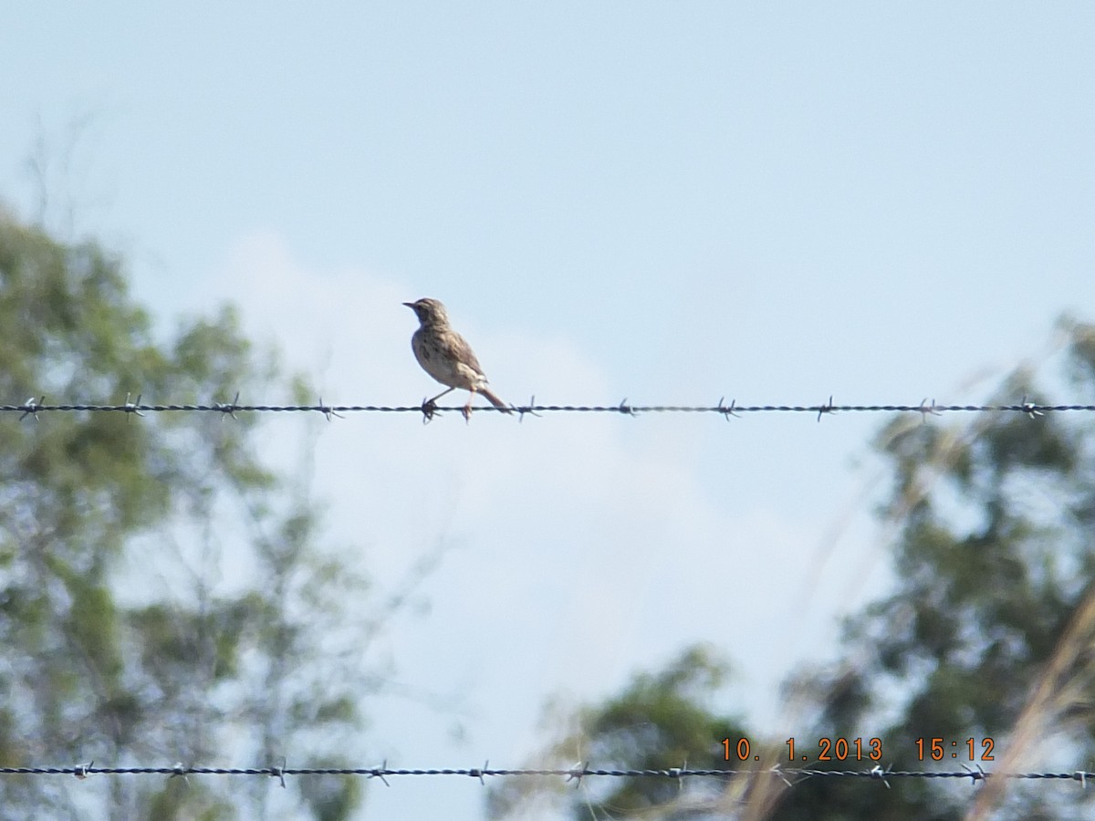 Australian Pipit - ML517005001