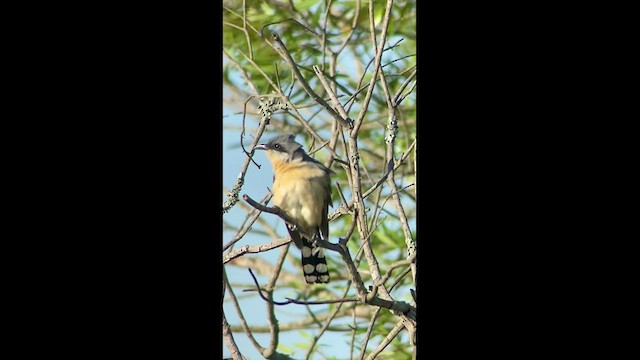 Dark-billed Cuckoo - ML517005621