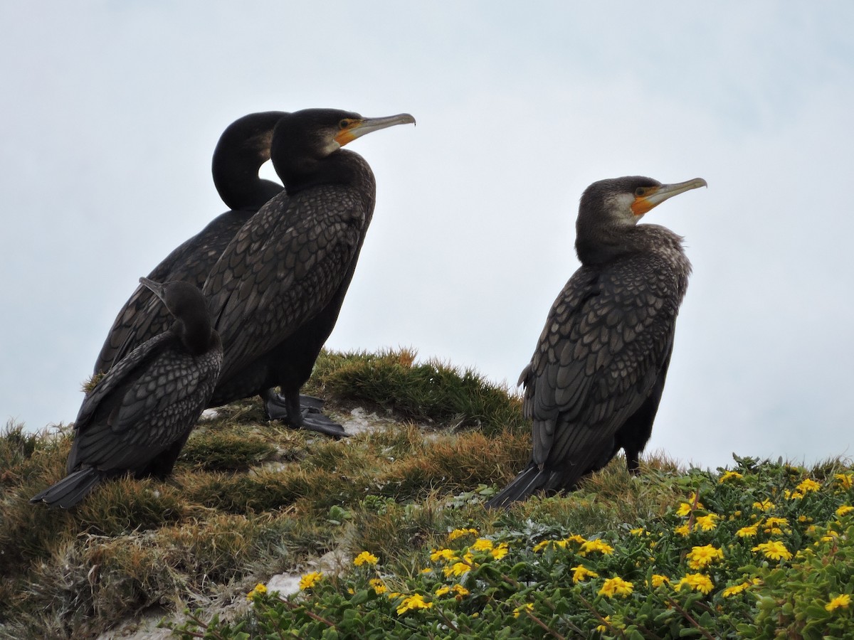 Cormorán Grande - ML517006811