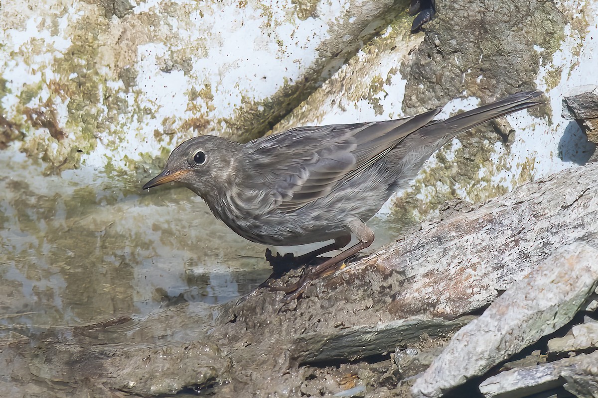 Rock Pipit - ML517006841