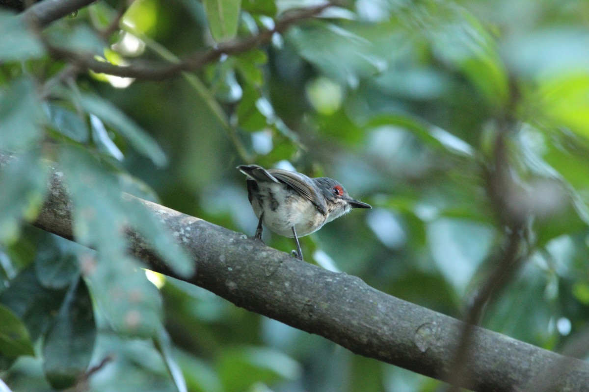 Black-throated Wattle-eye - David Hancock