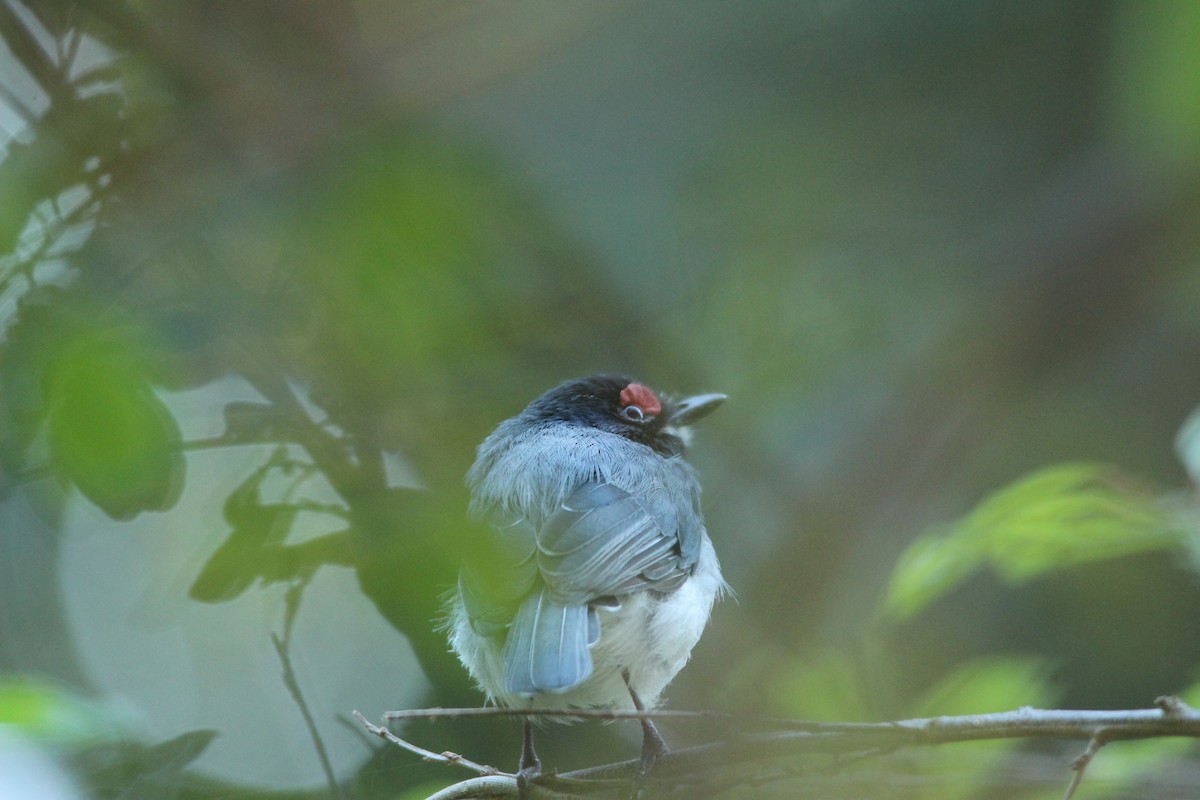 Black-throated Wattle-eye - David Hancock