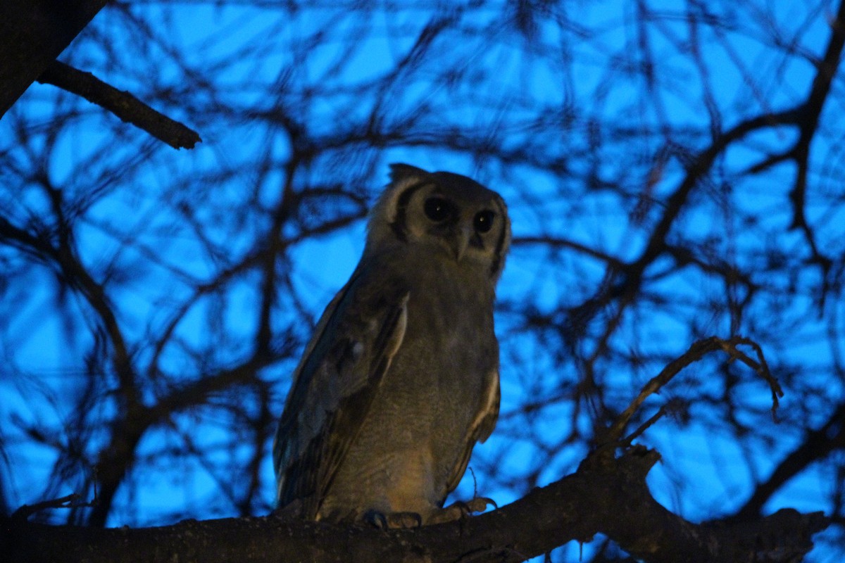 Verreaux's Eagle-Owl - David Hancock