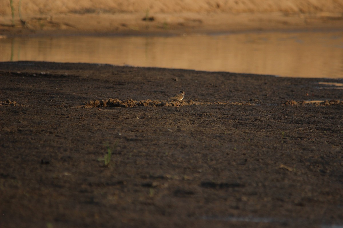 Three-banded Plover (African) - David Hancock