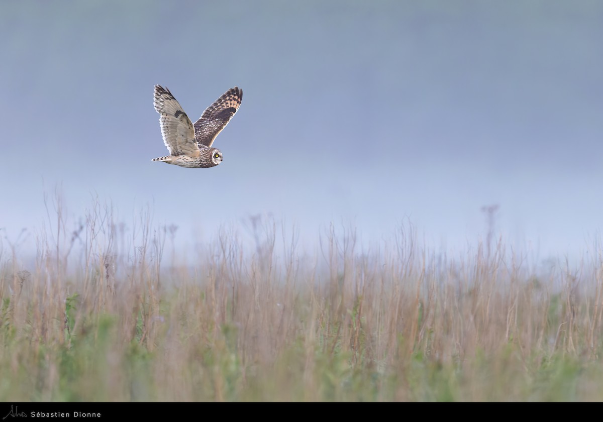 Short-eared Owl - ML517009591