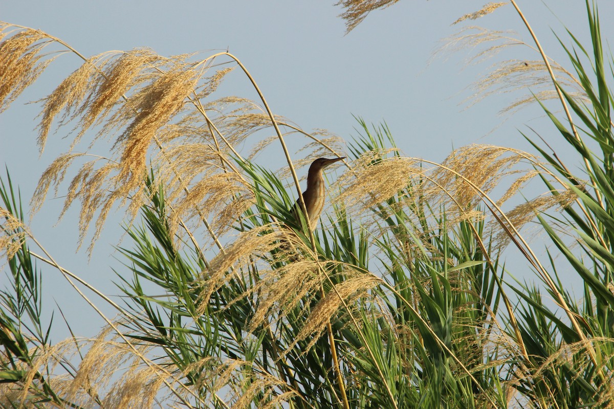 Little Bittern (African) - ML517009701