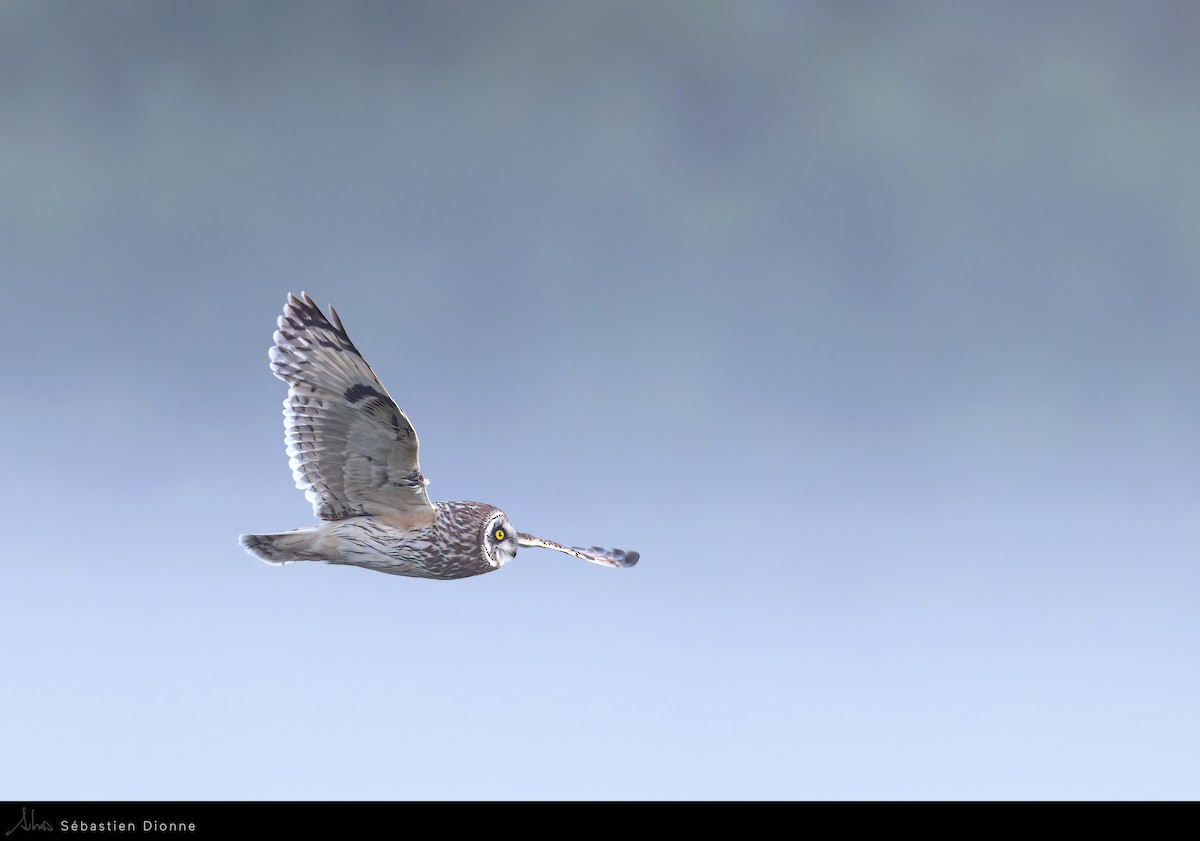 Short-eared Owl - ML517009751