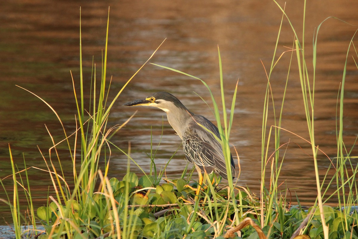 Garcilla Azulada (grupo atricapilla) - ML517009771