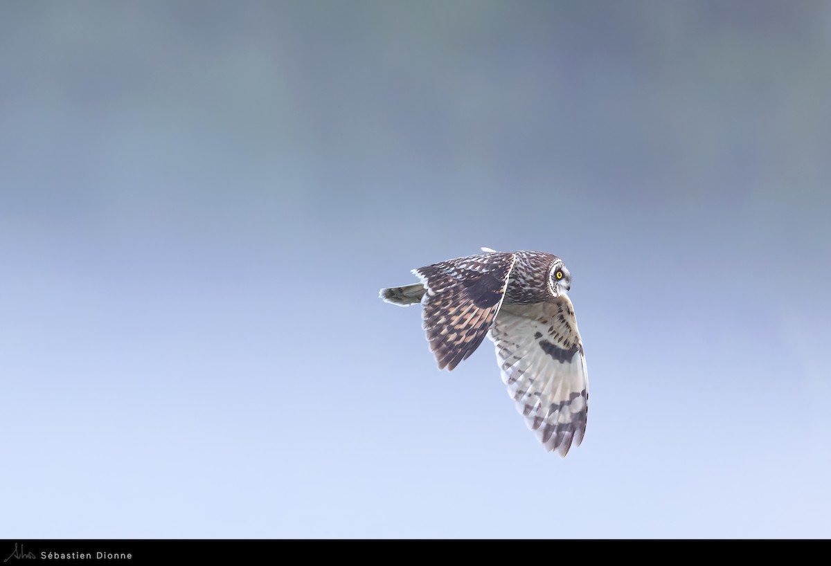 Short-eared Owl - ML517009801