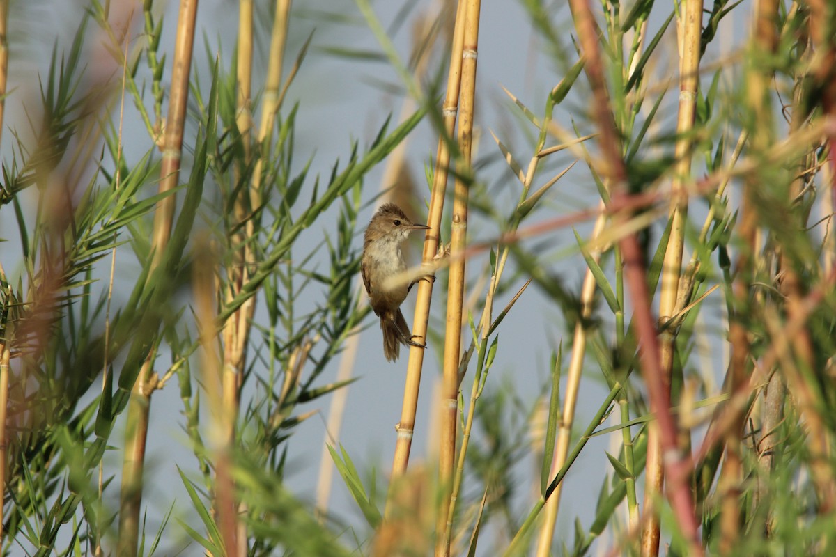 Lesser Swamp Warbler - David Hancock