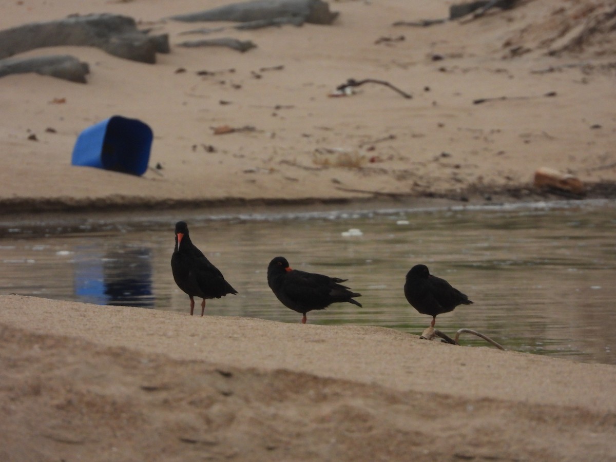 African Oystercatcher - ML517010231