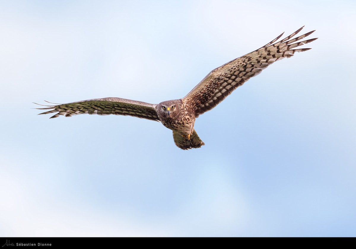 Northern Harrier - ML517011011