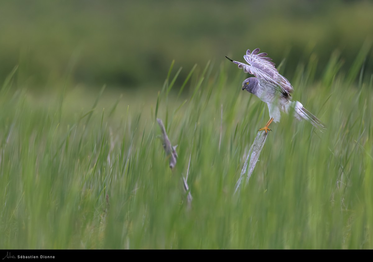 Northern Harrier - ML517011251