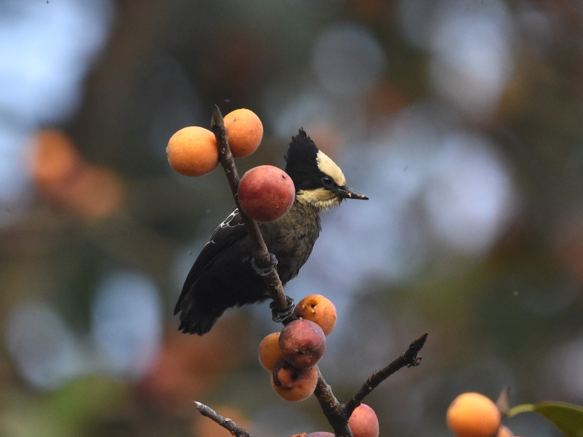 Heart-spotted Woodpecker - Mehala Kumar