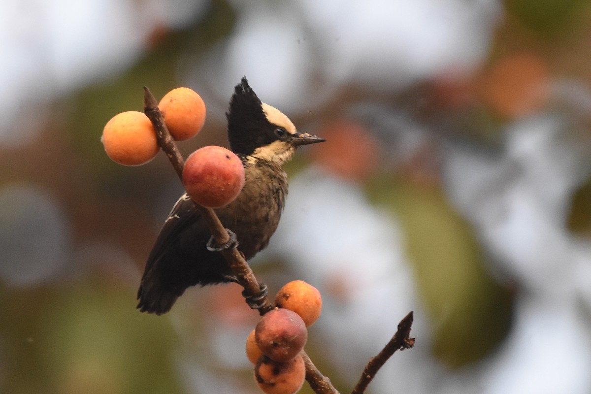 Heart-spotted Woodpecker - Mehala Kumar