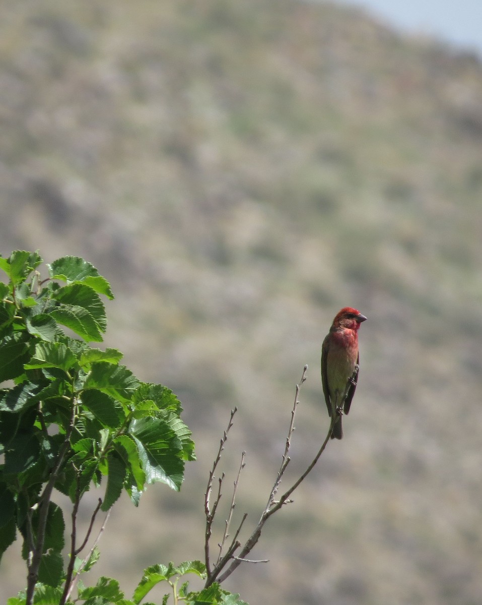 Common Rosefinch - fereshteh kazemi