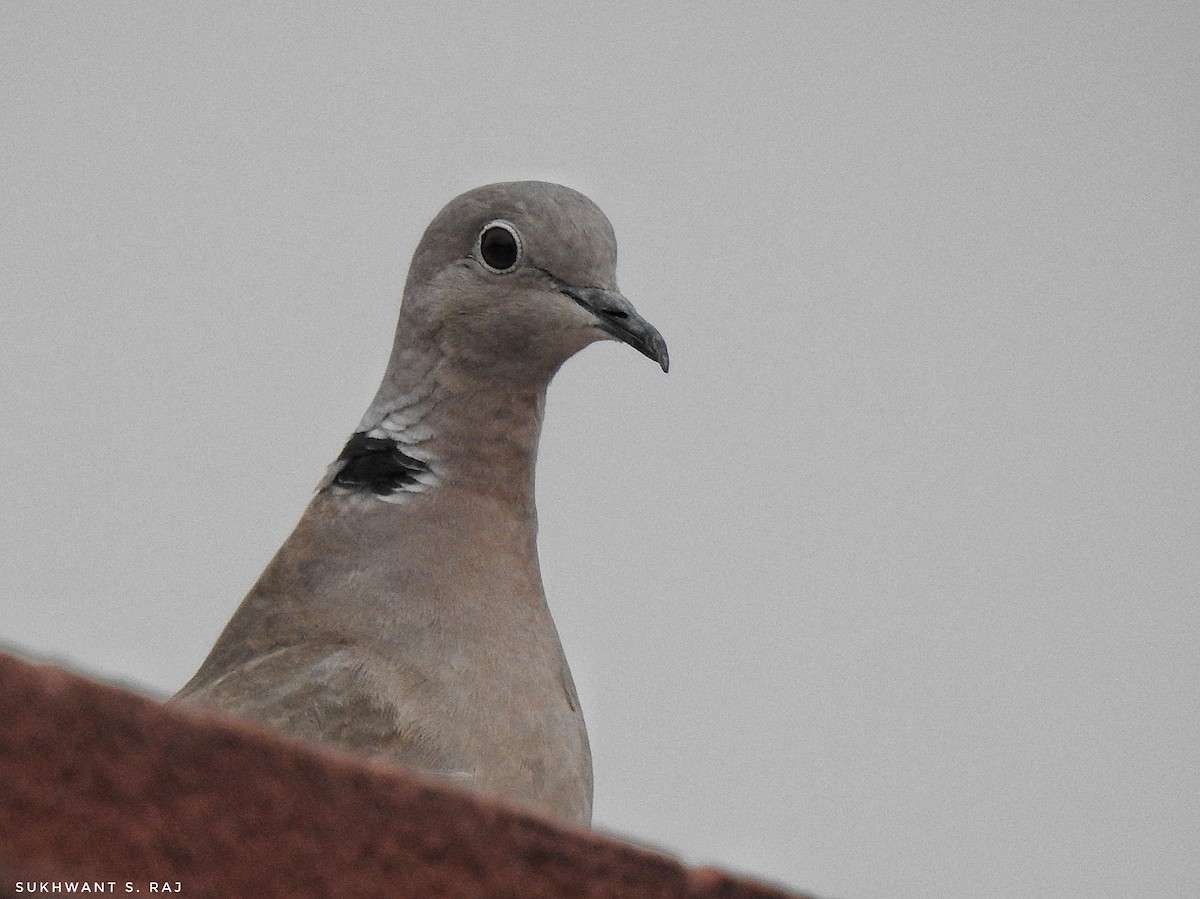 Eurasian Collared-Dove - ML517013051