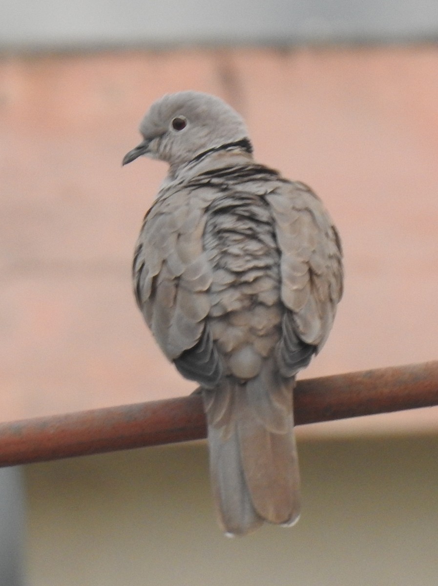 Eurasian Collared-Dove - ML517013071