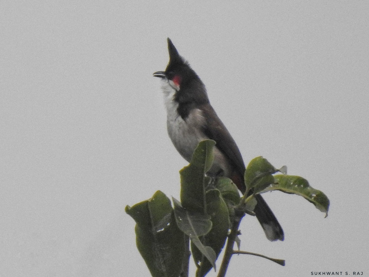 Red-whiskered Bulbul - Sukhwant S Raj